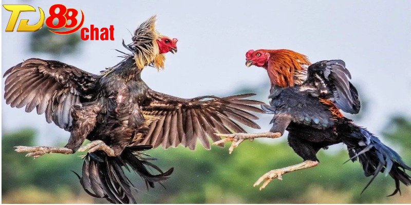 Các hình thức đá gà phổ biến