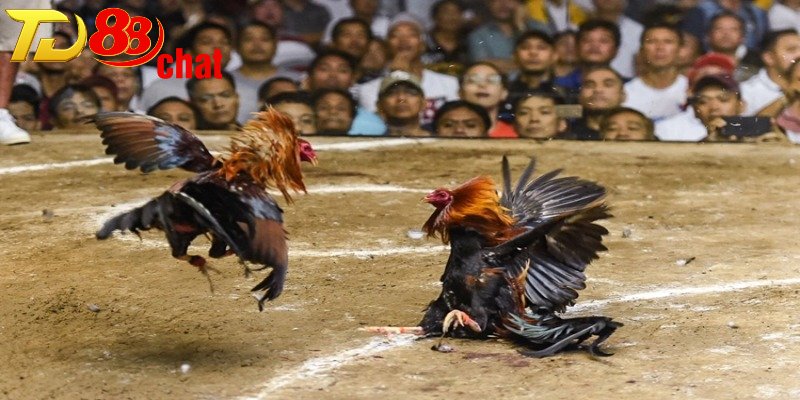 Đôi nét về sảnh đá gà trực tuyến