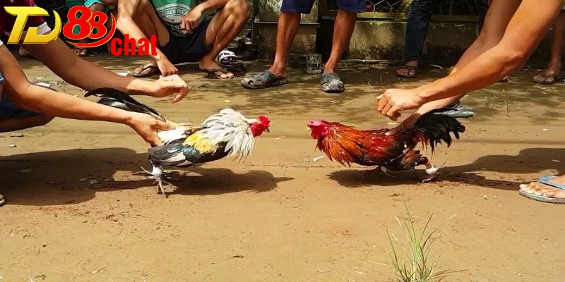 Ưu điểm khi trải nghiệm đá gà